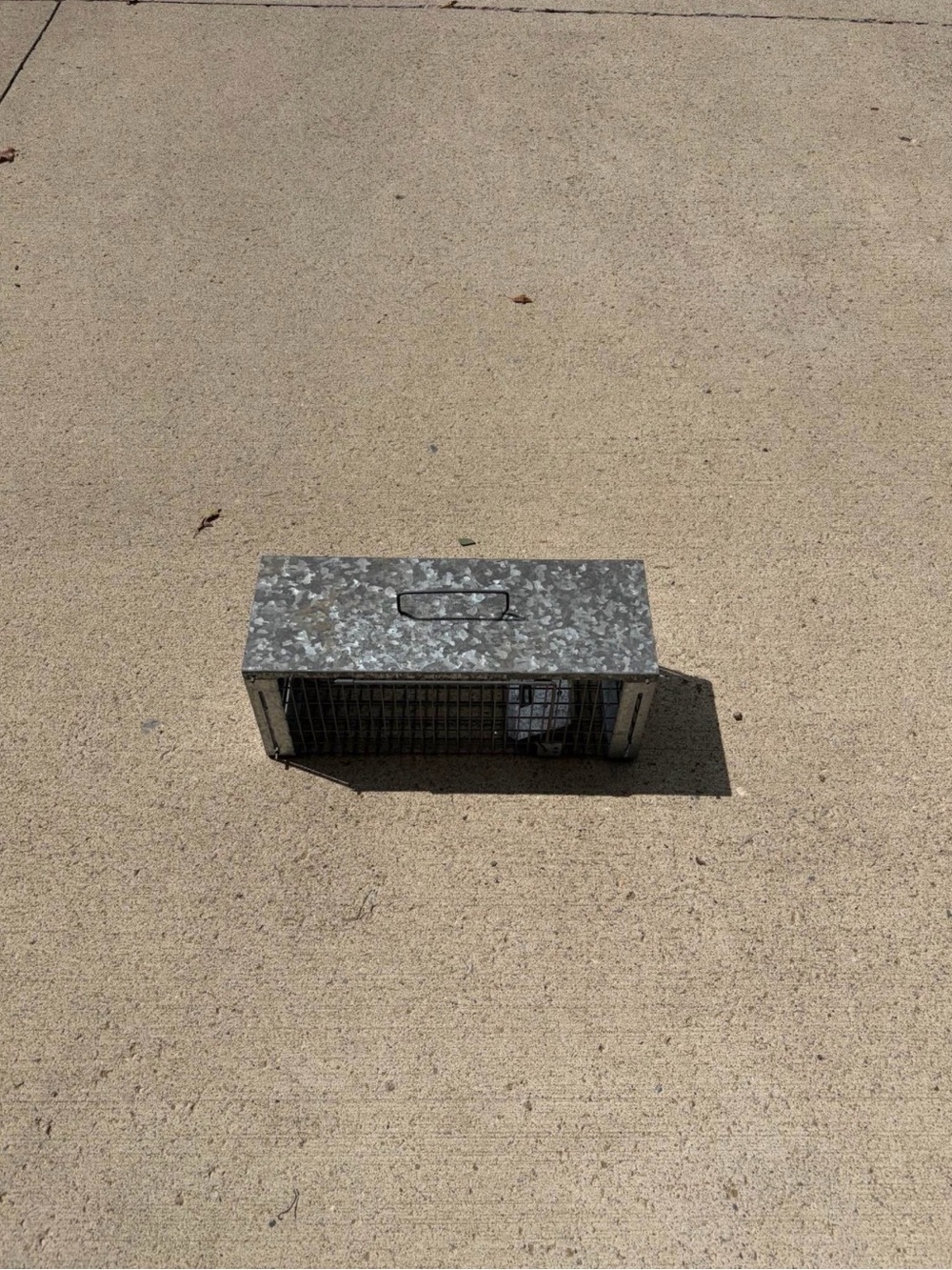Galvanized Steel Humane Small Animal Trap*